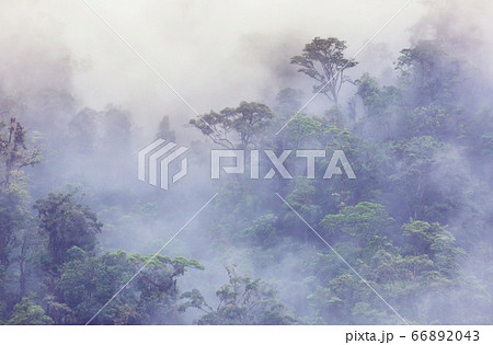 Foggy jungle 66892043
