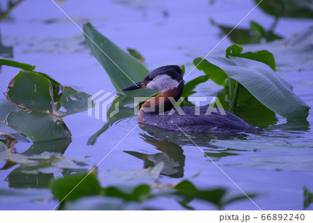 アカエリカイツブリ①(北海道) アカエリカイツブリ①(北海道) 66892240