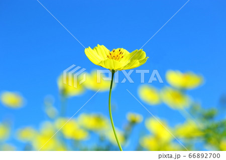 黄花コスモス 66892700