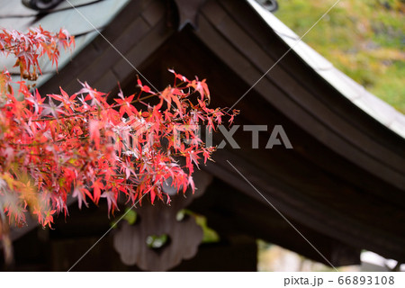 明石寺の紅葉 66893108
