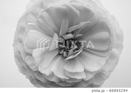 シャクヤク 芍薬 花 ピンク クローズアップ 一輪 白バック 白背景 白黒 モノクロ シャクヤク 芍薬 花 ピンク クローズアップ 一輪 白バック 白背景 白黒 モノクロ 66893294