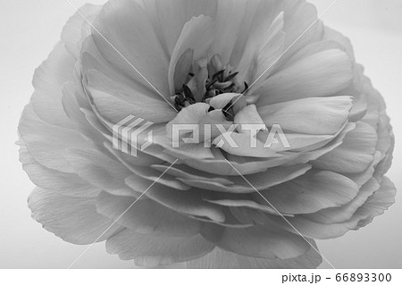 シャクヤク　芍薬　花　ピンク　クローズアップ　一輪　白バック　白背景　白黒　モノクロ 66893300