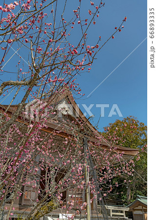 能登 気多大社 桜と拝殿 66893335