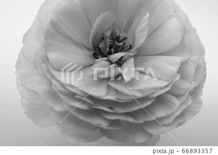 シャクヤク 芍薬 花 ピンク クローズアップ 一輪 白バック 白背景 白黒 モノクロの写真素材