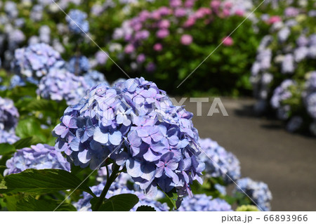 紫陽花の小径 66893966