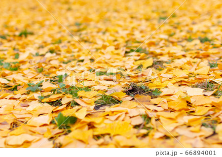 京都御所のイチョウの枯れ葉 66894001