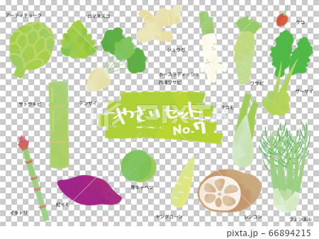 Vegetable illustration set 7 66894215