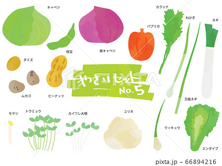 野菜のイラストセット　5 66894216