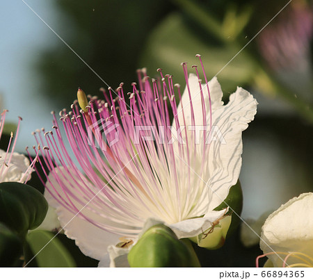 blossoming flower nature of caper with insect blossoming flower nature of caper with insect 66894365