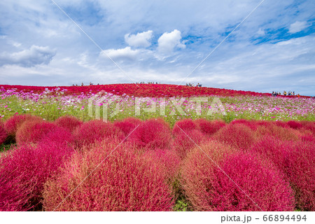 コキアと秋桜（ひたち海浜公園） 66894494