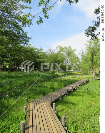 北柏ふるさと公園水辺の木道 新緑の季節の風景の写真素材