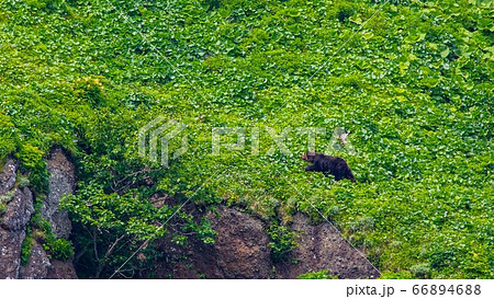 知床半島のヒグマ 船からの風景 知床半島のヒグマ 船からの風景 66894688