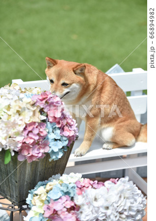 おすましポーズの柴犬と紫陽花 66894982