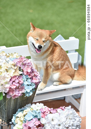 おすましポーズの柴犬と紫陽花 66894984