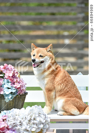 おすましポーズの柴犬と紫陽花 おすましポーズの柴犬と紫陽花 66894989