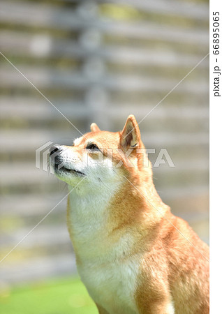 おすましポーズの柴犬 おすましポーズの柴犬 66895065