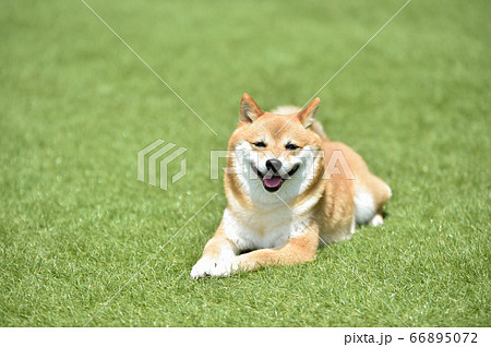 おすましポーズの柴犬 66895072