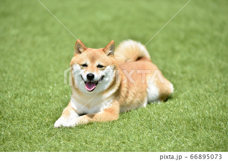 おすましポーズの柴犬 66895073