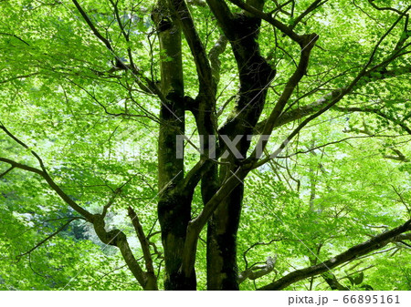 宮ノ下から5分、早川の最低部・堂ヶ島遊歩道・梅雨の晴れ間 66895161