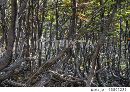 マルティアル氷河のトレッキングコース マルティアル氷河のトレッキングコース 66895221