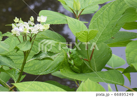 鳴いているモリアオガエル 66895249