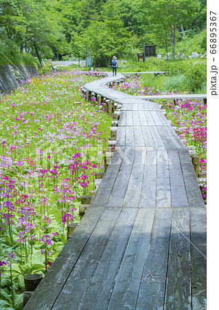 長野県喬木村 九十九谷森林公園のくりん草 長野県喬木村 九十九谷森林公園のくりん草 66895367