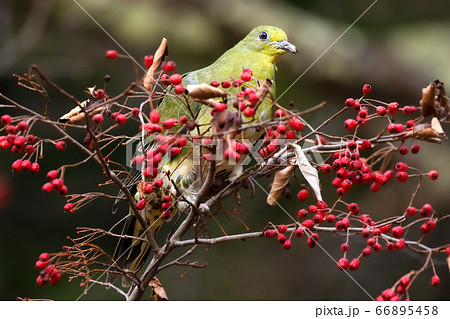 アオバト 野鳥 66895458