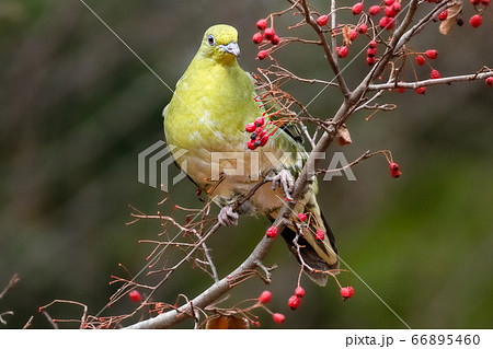 アオバト 野鳥 66895460