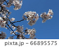 満開の桜の花 66895575
