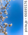 満開の桜の花 66895576
