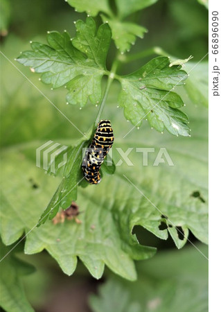 パセリを食べるキアゲハの幼虫 パセリを食べるキアゲハの幼虫 66896090