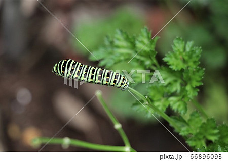 パセリを食べるキアゲハの幼虫 66896093