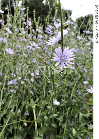 チコリの花 66896103