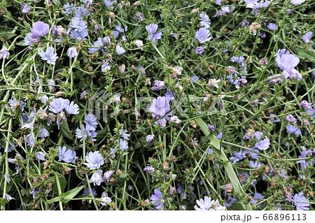 チコリの花の写真素材