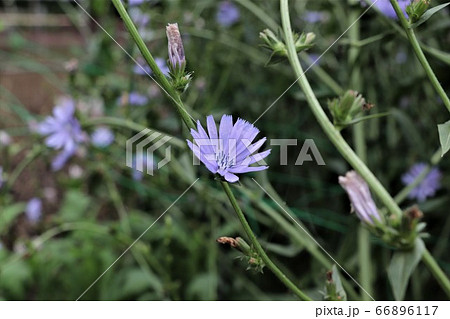 チコリの花の写真素材