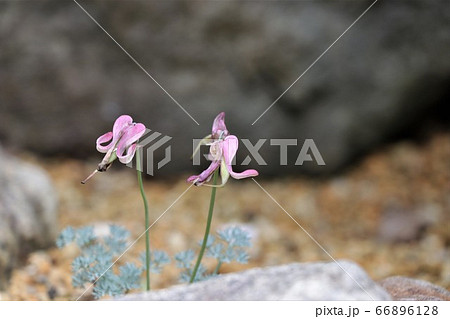 コマクサ 66896128