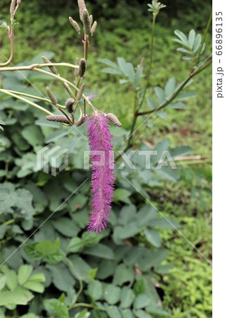 カライトソウ 66896135