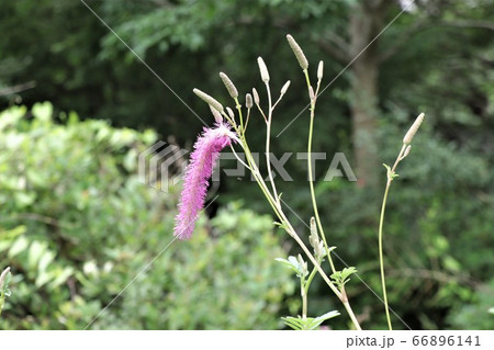 カライトソウ カライトソウ 66896141