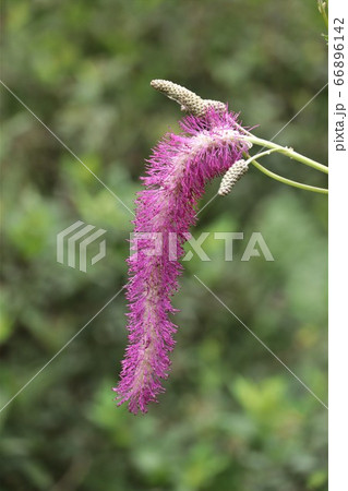 カライトソウ 66896142