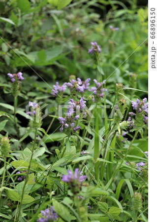 ウツボグサ 66896150