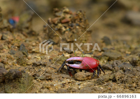 ベニシオマネキ　♂　オス　雄　赤　赤色　紅色　紅潮招　紅望潮　Fiddler crab 66896163