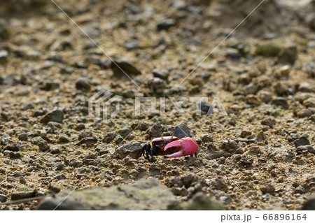 ベニシオマネキ　♂　オス　雄　赤　赤色　紅色　紅潮招　紅望潮　Fiddler crab 66896164
