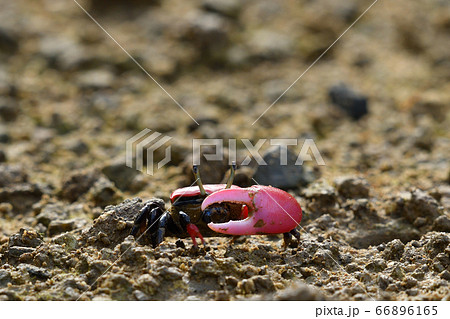 ベニシオマネキ ♂ オス 雄 赤 赤色 紅色 紅潮招 紅望潮 Fiddler crab ベニシオマネキ ♂ オス 雄 赤 赤色 紅色 紅潮招 紅望潮 Fiddler crab 66896165