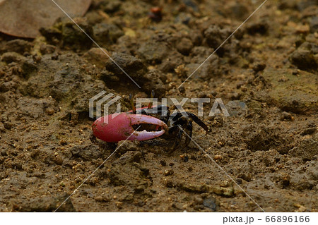 ベニシオマネキ ♂ オス 雄 赤 赤色 紅色 紅潮招 紅望潮 Fiddler crab ベニシオマネキ ♂ オス 雄 赤 赤色 紅色 紅潮招 紅望潮 Fiddler crab 66896166