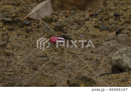 ベニシオマネキ　♂　オス　雄　赤　赤色　紅色　紅潮招　紅望潮　Fiddler crab 66896167