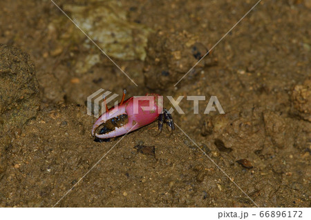 ベニシオマネキ ♂ オス 雄 赤 赤色 紅色 紅潮招 紅望潮 Fiddler crab ベニシオマネキ ♂ オス 雄 赤 赤色 紅色 紅潮招 紅望潮 Fiddler crab 66896172