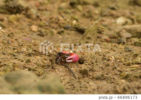 ベニシオマネキ　♂　オス　雄　赤　赤色　紅色　紅潮招　紅望潮　Fiddler crab 66896173