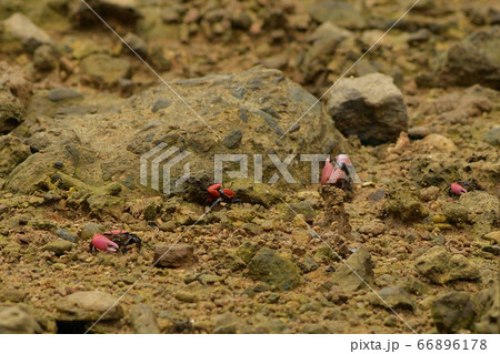 ベニシオマネキ ♂ オス 雄 赤 赤色 紅色 紅潮招 紅望潮 Fiddler crab ベニシオマネキ ♂ オス 雄 赤 赤色 紅色 紅潮招 紅望潮 Fiddler crab 66896178