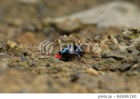 ベニシオマネキ ♂ オス 雄 赤 赤色 紅色 紅潮招 紅望潮 Fiddler crab ベニシオマネキ ♂ オス 雄 赤 赤色 紅色 紅潮招 紅望潮 Fiddler crab 66896180