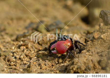 ベニシオマネキ ♂ オス 雄 赤 赤色 紅色 紅潮招 紅望潮 Fiddler crab ベニシオマネキ ♂ オス 雄 赤 赤色 紅色 紅潮招 紅望潮 Fiddler crab 66896181